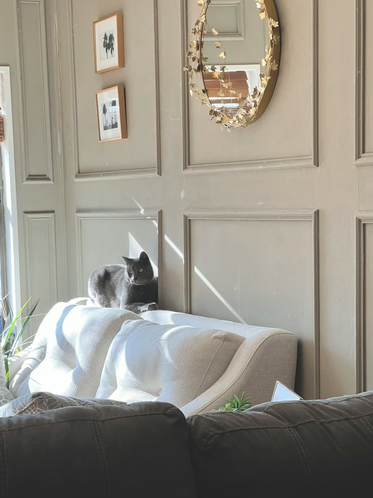 Katze auf einem Sofa im sonnigen Wohnzimmer