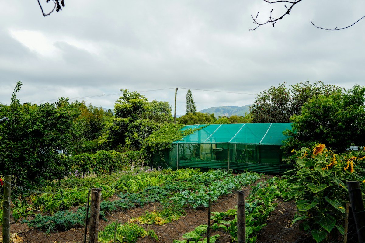Grüner Gemüsegarten mit Beeten und Gewächshaus